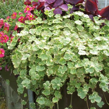 Hydrocotyle sibthorpioides