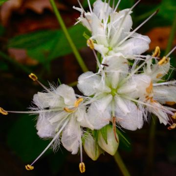 Hydrophyllum canadense Hydrophyllum canadense