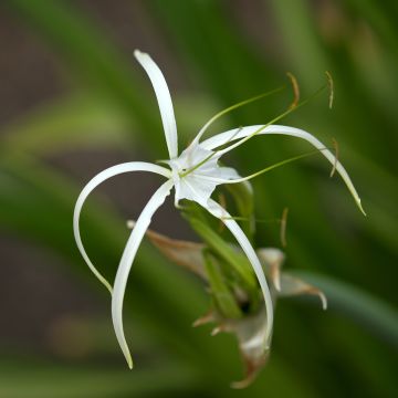Hymenocallis harrisiana - Lirio araña Hymenocallis harrisiana - Lirio araña