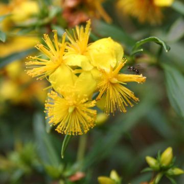 Hypericum densiflorum Buttercup - Hipérico