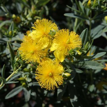 Hypericum kalmianum Blue Velvet - Hipérico