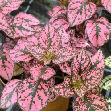 Hypoestes phyllostachya Hippo Pink - Hoja de sangre