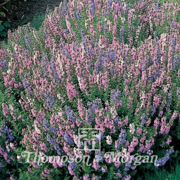 Hisopo Tricolour Mixed