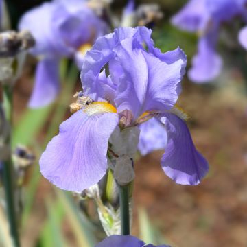Iris pallida Argentea Variegata