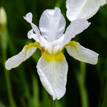 Iris sibirica Snow Crest - Lirio de Siberia
