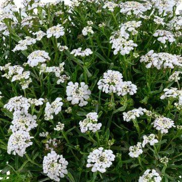 Iberis sempervirens First Flush Grace - Carraspique