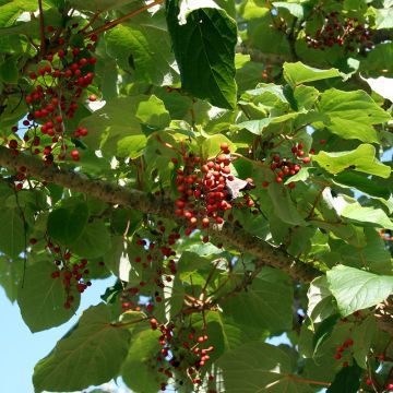Idesia polycarpa var.vestita
