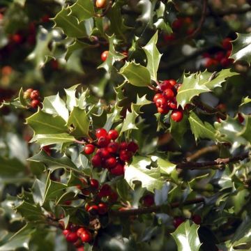 Acebo Alaska - Ilex aquifolium