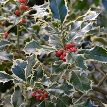 Acebo Silver Queen - Ilex aquifolium