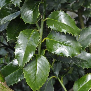 Ilex koehneana Castaenifolia - Acebo