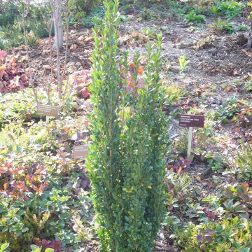 Acebo japonés Fastigiata - Ilex crenata