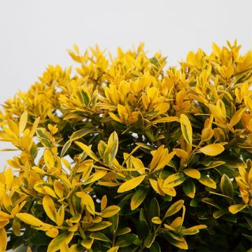 Acebo japonés Lingold - Ilex crenata