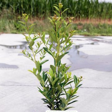 Ilex maximowicziana Kanehirae - Acebo