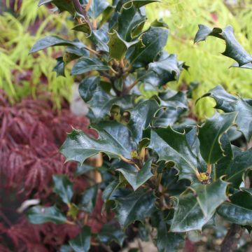 Ilex meserveae Blue Angel - Acebo azul