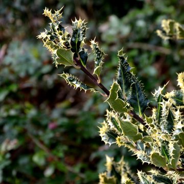 Ilex aquifolium Ferox Argentea - Acebo Ilex aquifolium Ferox Argentea - Acebo
