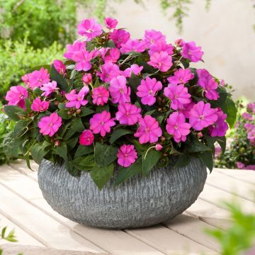 Impatiens Sunpatiens Compact Hot Lilac - Alegría