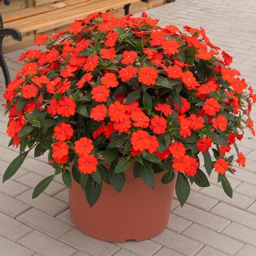 Impatiens SunPatiens Vigorous Orange Improved - Alegría