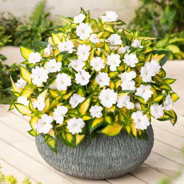 Impatiens SunPatiens Vigorous White Variegated - Alegría