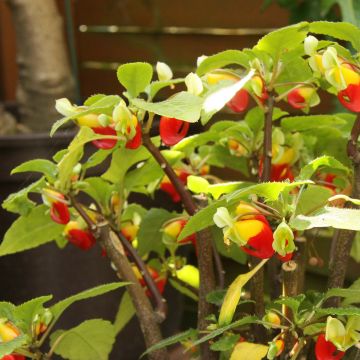 Impatiens niamniamensis - Congo cacatua