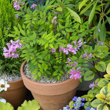 Indigofera heterantha - Indigo del Himalaya