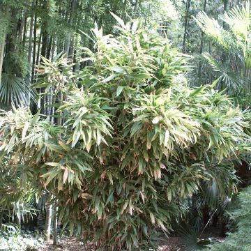 Indocalamus latifolius - Bambú