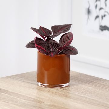 Iresine herbstii, también conocida como Hoja de Sangre.