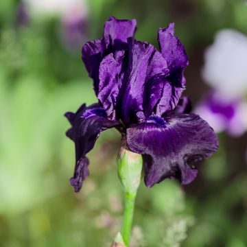 Iris germanica Black Night Iris germanica Black Night