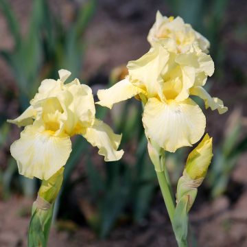 Iris Barbata-Media Maui Moonlight Iris Barbata-Media Maui Moonlight