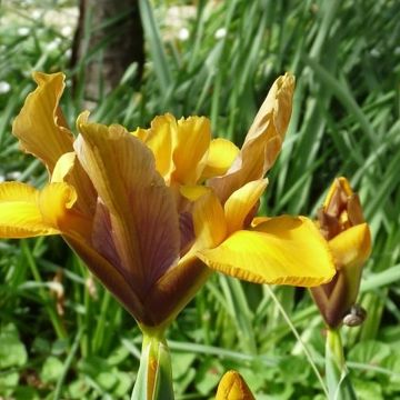 Iris hollandica Bronze Perfection - Iris de Holanda