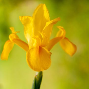 Iris hollandica Golden Harvest - Iris de Holanda