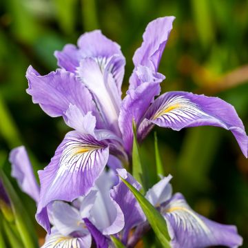Iris douglasiana Iris douglasiana