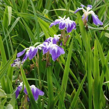 Iris Japonés Montrosa - Iris ensata
