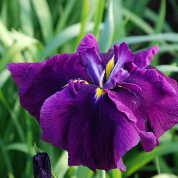 Iris Japonés Royal Banner - Iris ensata
