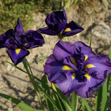 Iris Japonés Geisha-Hiskiki - Iris ensata