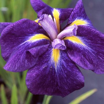 Iris Japonés Iedo Mishiski - Iris ensata