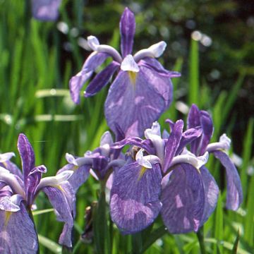 Iris Japonés Météor - Iris ensata