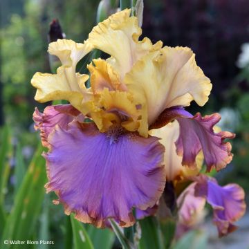 Iris germanica Au Sommet - Lirio azul