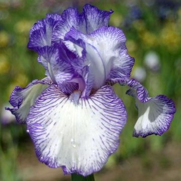 Iris germanica Autumn Circus
