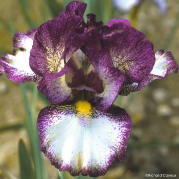 Iris germanica Baie Rose - Lirio azultermédiaire