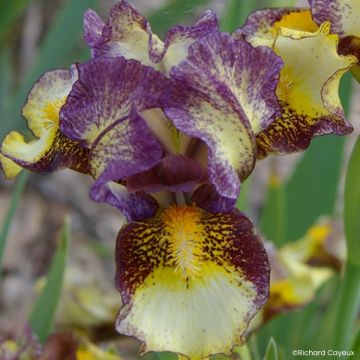 Iris germanica Banded Tiger - Iris pigmeo