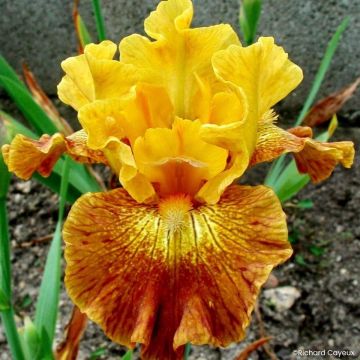 Iris germanica Bistro - Lirio azul