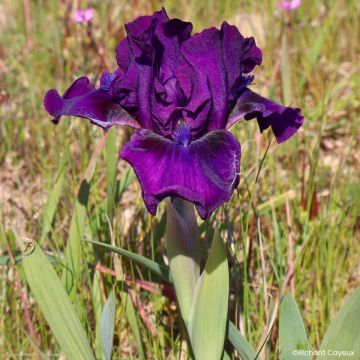 Iris germanica Bourgeois - Iris pigmeo