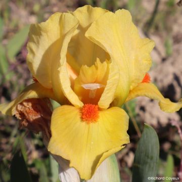 Iris germanica Circus Dragon - Iris pigmeo