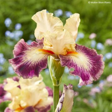 Iris germanica Comme un Sourire - Lirio azul