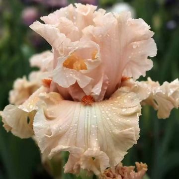 Iris germanica Coralina Iris germanica Coralina