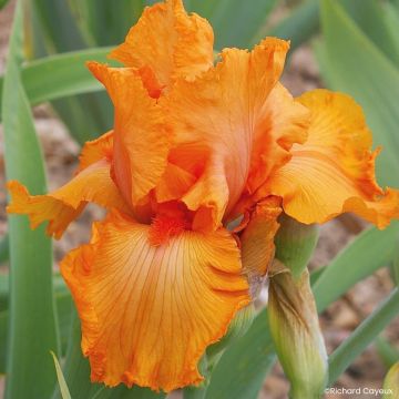 Iris germanica Coup de Soleil - Lirio azul