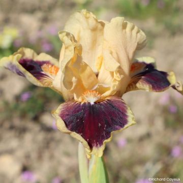Iris germanica Dazzle Me - Iris pigmeo