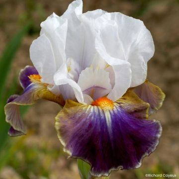 Iris germanica Dazzling - Lirio azulmédiaire