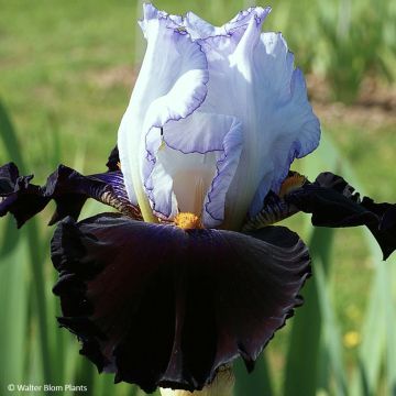 Iris germanica Domino Noir - Lirio azul