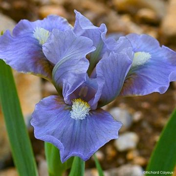 Iris germanica Fib - Iris pigmeonain